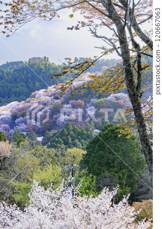 櫻花盛開的世界遺產,清晨的吉野山 櫻花盛開的世界遺產,清晨的吉野山 120667063