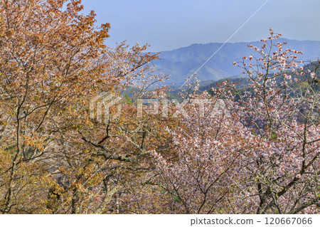 櫻花盛開的世界遺產，清晨的吉野山 120667066