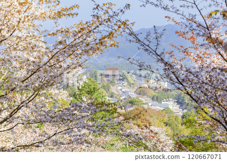 World heritage site in full bloom of cherry blossoms, Mt. Yoshino in the early morning World heritage site in full bloom of cherry blossoms, Mt. Yoshino in the early morning 120667071