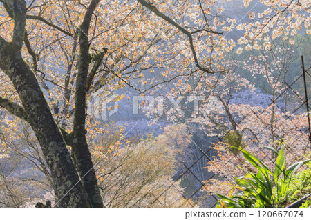 World heritage site in full bloom of cherry blossoms, Mt. Yoshino in the early morning World heritage site in full bloom of cherry blossoms, Mt. Yoshino in the early morning 120667074