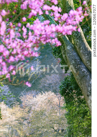 World heritage site in full bloom of cherry blossoms, Mt. Yoshino in the early morning 120667077