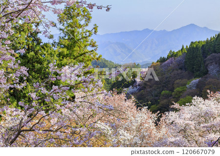 櫻花盛開的世界遺產，清晨的吉野山 120667079