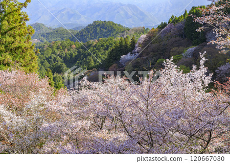 World heritage site in full bloom of cherry blossoms, Mt. Yoshino in the early morning 120667080