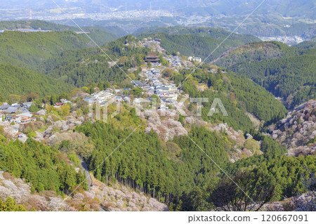 World heritage site in full bloom of cherry blossoms, Mt. Yoshino in the early morning 120667091