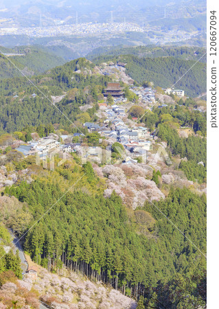 櫻花盛開的世界遺產,清晨的吉野山 櫻花盛開的世界遺產,清晨的吉野山 120667094