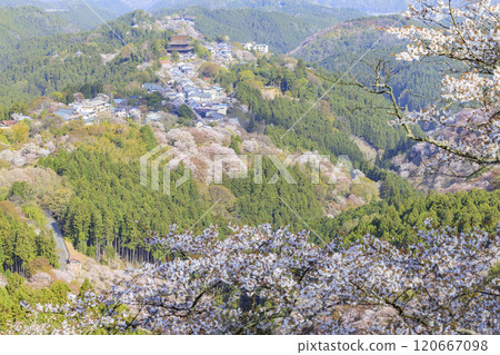 櫻花盛開的世界遺產,清晨的吉野山 櫻花盛開的世界遺產,清晨的吉野山 120667098