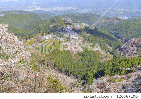 World heritage site in full bloom of cherry blossoms, Mt. Yoshino in the early morning 120667100