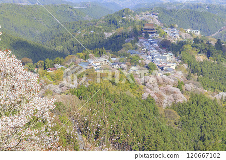 World heritage site in full bloom of cherry blossoms, Mt. Yoshino in the early morning 120667102