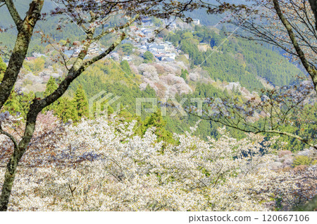 櫻花盛開的世界遺產，清晨的吉野山 120667106