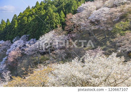World heritage site in full bloom of cherry blossoms, Mt. Yoshino in the early morning 120667107