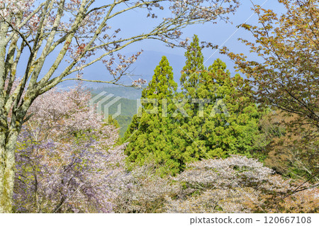World heritage site in full bloom of cherry blossoms, Mt. Yoshino in the early morning 120667108