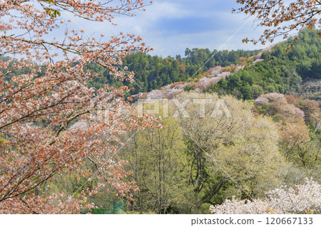 World heritage site in full bloom of cherry blossoms, Mt. Yoshino in the early morning World heritage site in full bloom of cherry blossoms, Mt. Yoshino in the early morning 120667133