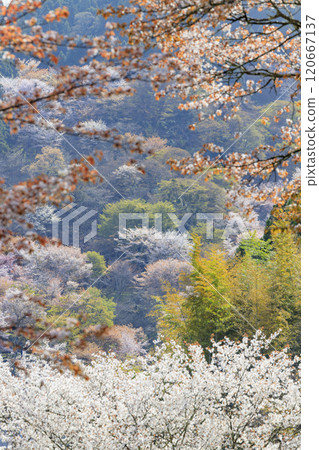 櫻花盛開的世界遺產，清晨的吉野山 120667137