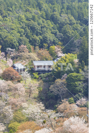 World heritage site in full bloom of cherry blossoms, Mt. Yoshino in the early morning World heritage site in full bloom of cherry blossoms, Mt. Yoshino in the early morning 120667142