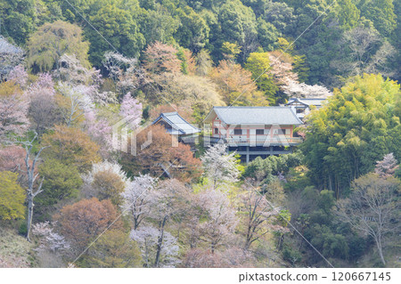 World heritage site in full bloom of cherry blossoms, Mt. Yoshino in the early morning 120667145