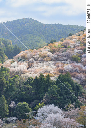 World heritage site in full bloom of cherry blossoms, Mt. Yoshino in the early morning World heritage site in full bloom of cherry blossoms, Mt. Yoshino in the early morning 120667146