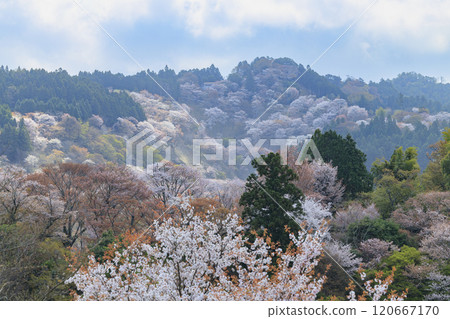 櫻花盛開的世界遺產,清晨的吉野山 櫻花盛開的世界遺產,清晨的吉野山 120667170