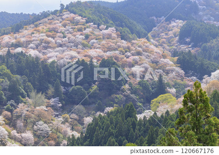 World heritage site in full bloom of cherry blossoms, Mt. Yoshino in the early morning World heritage site in full bloom of cherry blossoms, Mt. Yoshino in the early morning 120667176