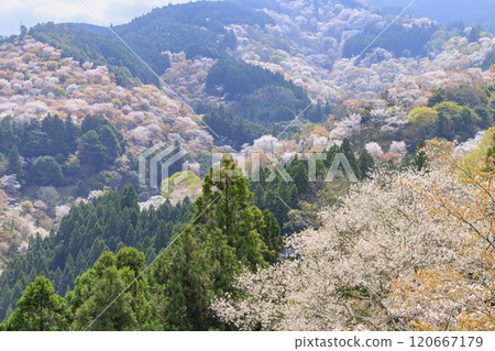 World heritage site in full bloom of cherry blossoms, Mt. Yoshino in the early morning 120667179
