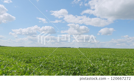 Green Soybeans In A Farmers Field. Soybean A Plantation. Glycine Max. Growing Crops. Field Soybeans In Early Autumn. 120667272