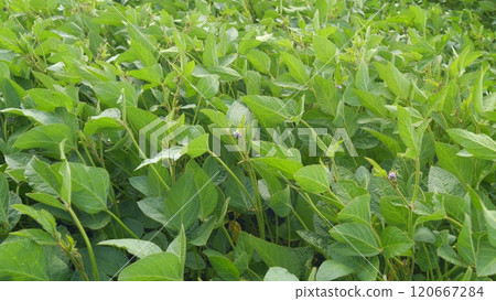 Glycine Max Or Soybean. Agricultural Landscape. Organic Farming. Soybean Bloom At Sunset. Green Soybean Plants On Soy Bean Cultivated Field. Glycine Max Or Soybean. Agricultural Landscape. Organic Farming. Soybean Bloom At Sunset. Green Soybean Plants On Soy Bean Cultivated Field. 120667284