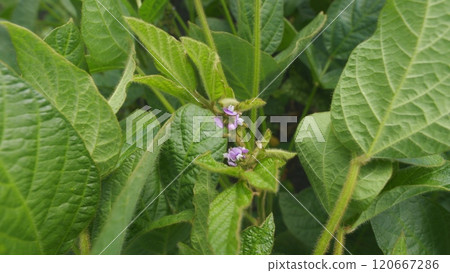 Soybean Field Ripening At Spring Season. Growing Soybeans. Agricultural Landscape. Soybeans In A Field At Sunset. 120667286