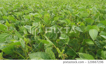 Soybean Field At Diffused Light. Agricultural Business Concept. Lush Green Soybean Growth. Beautiful Plant Sprouts On Field. 120667296