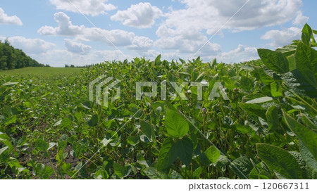 Soybean Field At Diffused Light. Agricultural Business Concept. Lush Green Soybean Growth. Beautiful Plant Sprouts On Field. 120667311