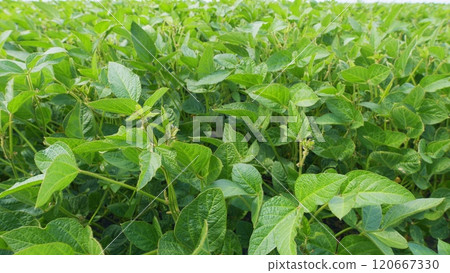 Cultivated Soybean Field Ripening At Summer Season. Seedling Are Growing In Soil With Backdrop Of Sunlight. Green Fields In Summer. 120667330