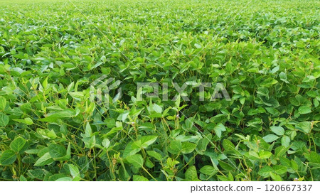Eco-Friendly Soybean Farming. Agricultural Soybean Field At Industrial Farm. Green Ripening Soybean Field. Beautiful Soybean Farm. Eco-Friendly Soybean Farming. Agricultural Soybean Field At Industrial Farm. Green Ripening Soybean Field. Beautiful Soybean Farm. 120667337