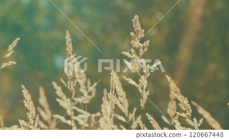 Wind Blowing Reeds Flower Against Sunset Light. Dried Common Reed Plants Or Water Reeds. Abstract Natural Background. 120667448