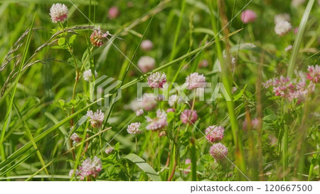 Clover Flowers In Meadow. Trifolium Clover In Bloom. Field Of Flowering Clovers. Clover Trifolium In A Grassy Pasture In Field. Gimbal shot. 120667500