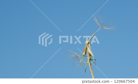 Freedom To Wish. Dandelion Seeds Against Natural Background. Evening Breeze Sway Soft White Seeds On A Dandelion Blossom At Sunset. Freedom To Wish. Dandelion Seeds Against Natural Background. Evening Breeze Sway Soft White Seeds On A Dandelion Blossom At Sunset. 120667504