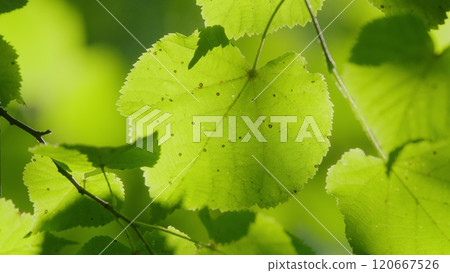 Beautiful Summer Morning In Forest. Moving In Spring Forest. Beautiful Sunny Morning In Green Forest. Green Trees In Forest. Gimbal shot. Beautiful Summer Morning In Forest. Moving In Spring Forest. Beautiful Sunny Morning In Green Forest. Green Trees In Forest. Gimbal shot. 120667526