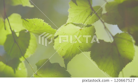 Tree With Green Bright Leaves With Blue Sky At Background. Soft Focus To Fresh Green Leaves Against Blue Sky In Spring Sunny Day. Gimbal shot. 120667527