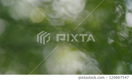 Fresh Green Leaves On A Tree Sway In Wind. Summer Sun Tree Branch Background Nature Landscape. Spring In European Nature. Bokeh. 120667547