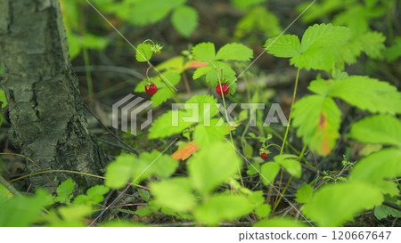 Strawberry Bushes In Forest. Red Berries Strawberry On A Bush In Forest Shaking In Wind Under Bright Sunlight. Strawberry In Forest. Red Berries Strawberry Grows In Forest. Slow motion. Strawberry Bushes In Forest. Red Berries Strawberry On A Bush In Forest Shaking In Wind Under Bright Sunlight. Strawberry In Forest. Red Berries Strawberry Grows In Forest. Slow motion. 120667647