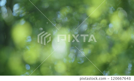Fresh Green Leaves On A Tree Sway In Wind. Summer Sun Tree Branch Background Nature Landscape. Spring In European Nature. Bokeh. 120667648