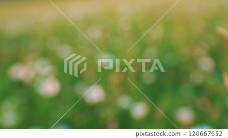 Flowers Blossoming. Chamomiles, Clovers Flowers And Green Grass On A Summer Meadow. Chamomile Flowers Blows In Wind On Background Of Green Summer Meadow. Bokeh. Flowers Blossoming. Chamomiles, Clovers Flowers And Green Grass On A Summer Meadow. Chamomile Flowers Blows In Wind On Background Of Green Summer Meadow. Bokeh. 120667652