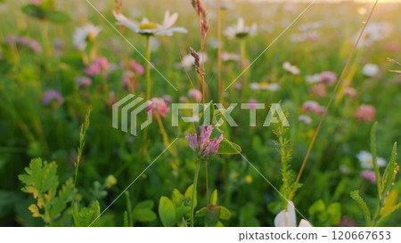Chamomile And Clover Field. Flowers Are Swaying In Wind. Meadow With Blooming Chamomile And Clover At Sunset. Flora And Biology Concept. Advertising Background. Close Up. Chamomile And Clover Field. Flowers Are Swaying In Wind. Meadow With Blooming Chamomile And Clover At Sunset. Flora And Biology Concept. Advertising Background. Close Up. 120667653