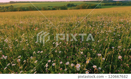 Chamomiles Summer Background. Wildflowers In Nature Spring. Green Meadow With Flowers Clovers, Chamomiles And Summer Grasses. Spring Flowers And Biology Concept. Moves slowly. 120667682