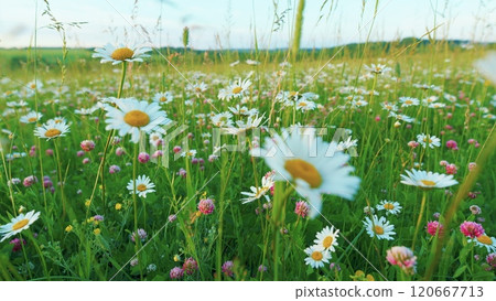 Daisies And Clover Growing In A Field. Summer Meadow With Colorful Wild Flowers. Blooming Daisy And Pink Clover Wild Flowers. Chamomile And Wild Clover Flowers. Moves slowly. 120667713