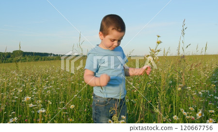 Child Picking Flowers. Baby Son With Beautiful Flowers Learning And Study Of World Around. Child In Summer Outdoors. Gimbal shot. Child Picking Flowers. Baby Son With Beautiful Flowers Learning And Study Of World Around. Child In Summer Outdoors. Gimbal shot. 120667756
