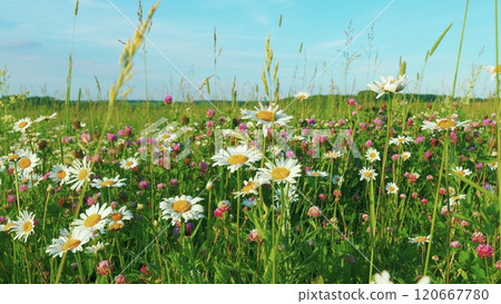 Daisies And Clover Plants Swaying On Wind. Beautiful European Meadow. Beautiful Bright Background With Wild Flowers. Morning Field With Flowers And Grass. Moves slowly. 120667780