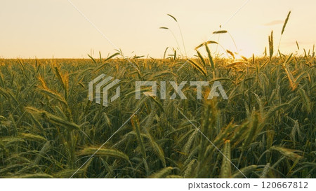 Young Wheat Sprouts. Ears Of Wheat Are Slowly Swaying In Wind. Agricultural Field With Green Wheat In Spring Season. Lush Wheat Grows In Agricultural Field. Slow motion. Young Wheat Sprouts. Ears Of Wheat Are Slowly Swaying In Wind. Agricultural Field With Green Wheat In Spring Season. Lush Wheat Grows In Agricultural Field. Slow motion. 120667812
