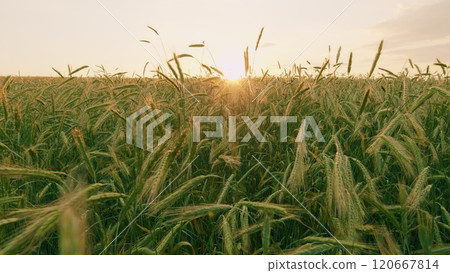 Agricultural Landscape. Young Shoots Of Winter Wheat In Spring. Wheat Cultivation. Agriculture Farm. Fresh Green Grass In Windy Weather. Naturalness. Steadicam Shot. Slow motion. Agricultural Landscape. Young Shoots Of Winter Wheat In Spring. Wheat Cultivation. Agriculture Farm. Fresh Green Grass In Windy Weather. Naturalness. Steadicam Shot. Slow motion. 120667814