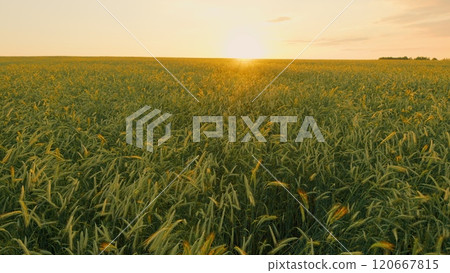Green Wheat Field Some Spikelets Moving Slowly In Wind. Green Young Wheat Sprouts On Agricultural Field. Seedlings Of Young Shoots On Field In Spring. Steadicam Shot. 120667815