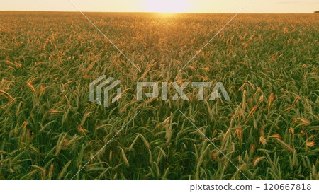 Green Field Of Early Wheat At Sunset Sunset Sunlight Movement. Ears Of Green Wheat. Large Field Of Green Young Wheat Against A Sky. Concept Of Life. Steadicam Shot. Green Field Of Early Wheat At Sunset Sunset Sunlight Movement. Ears Of Green Wheat. Large Field Of Green Young Wheat Against A Sky. Concept Of Life. Steadicam Shot. 120667818