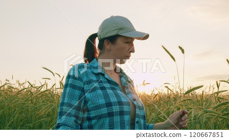 Agricultural Business. Professional Female Farmer Examining Wheat Crops In European Field. Female Farmer Is Enjoying Nature Around. Gimbal shot. Agricultural Business. Professional Female Farmer Examining Wheat Crops In European Field. Female Farmer Is Enjoying Nature Around. Gimbal shot. 120667851