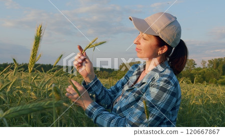 Beautiful Young Caucasian Woman Touching Green Wheat Ears In Countryside Summer Sunset. Agriculture. Wheat Ripens. Gimbal Stabilize. Beautiful Young Caucasian Woman Touching Green Wheat Ears In Countryside Summer Sunset. Agriculture. Wheat Ripens. Gimbal Stabilize. 120667867